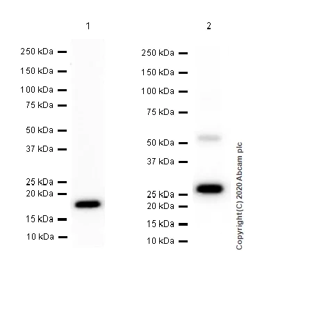 Western blot - Anti-IL-28A + IL-28B antibody [EPR5328(2)] (AB126713)
