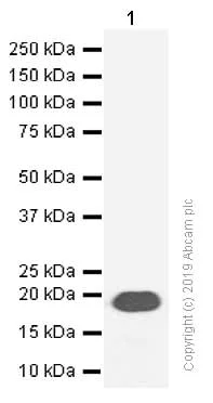 Western blot - Anti-IL-28A + IL-28B antibody [EPR5328(2)] (AB126713)