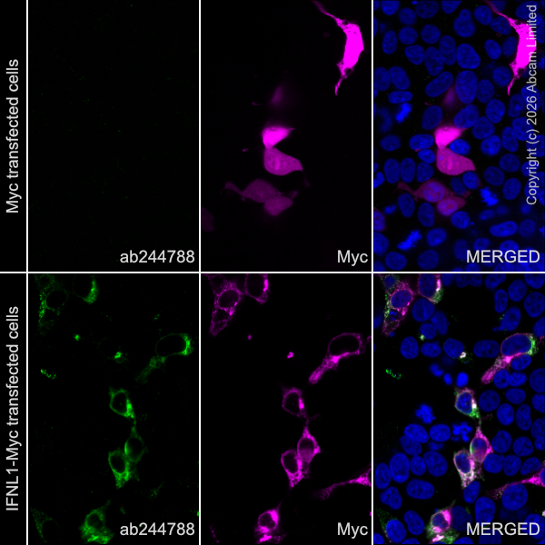 Immunocytochemistry/ Immunofluorescence - Anti-IL-29 antibody [EPR19773-96] - BSA and Azide free (Capture) (AB244788)