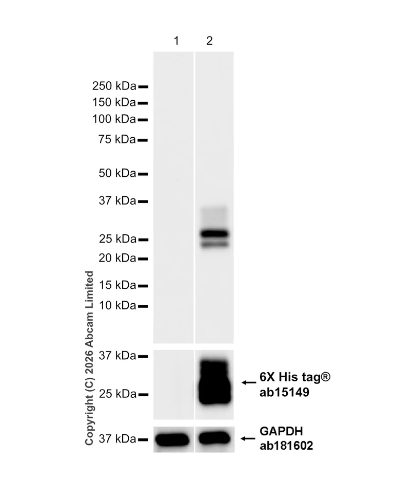 Western blot - Anti-IL-29 antibody [EPR19773-96] - BSA and Azide free (Capture) (AB244788)