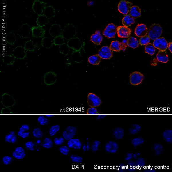 Immunocytochemistry/ Immunofluorescence - Anti-IL-2RG antibody [EPR24561-27] - BSA and Azide free (AB281850)
