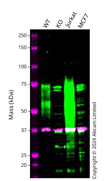 Western blot - Anti-IL-2RG antibody [EPR24694-133] - BSA and Azide free (AB282585)