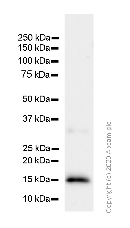 Western blot - Anti-IL-3 antibody [EPR7964] (AB167159), expandable thumbnail