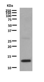 Western blot - Anti-IL-3 antibody [EPR7964] (AB167159), expandable thumbnail