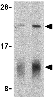 Western blot - Anti-IL-32 antibody (AB37158)
