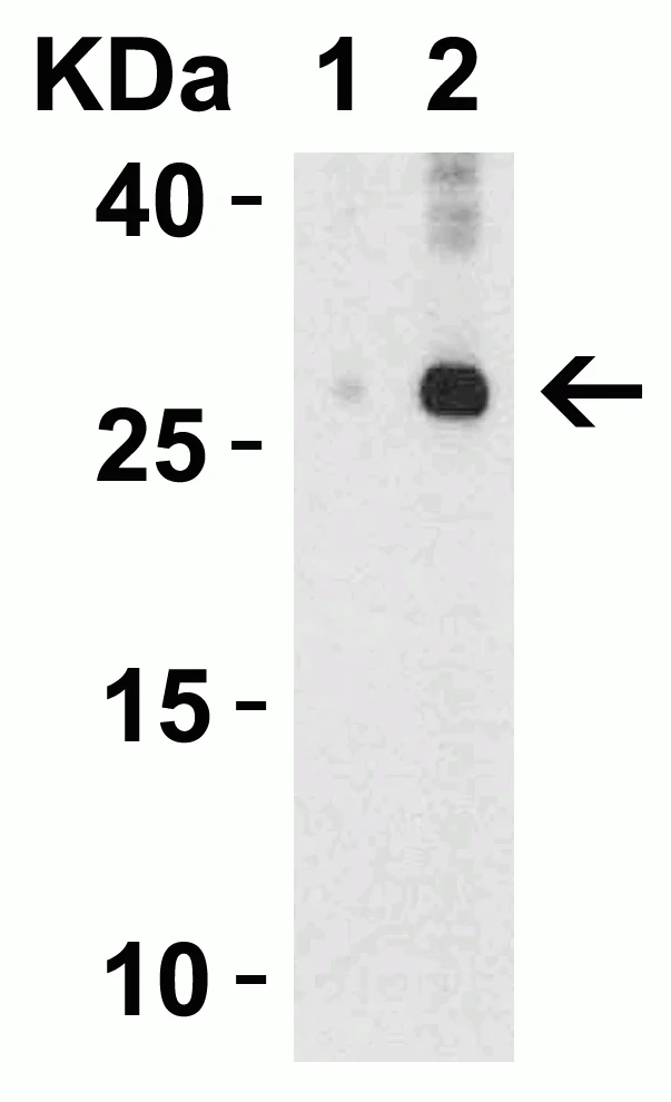 Western blot - Anti-IL-32 antibody (AB37158)
