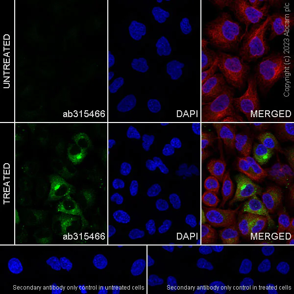 Immunocytochemistry/ Immunofluorescence - Anti-IL-32 antibody [EPR28310-70] (AB315466)