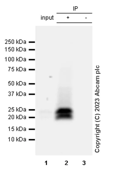 Immunoprecipitation - Anti-IL-32 antibody [EPR28310-70] (AB315466)