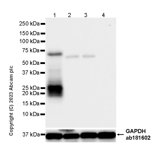 Western blot - Anti-IL-32 antibody [EPR28310-70] (AB315466)