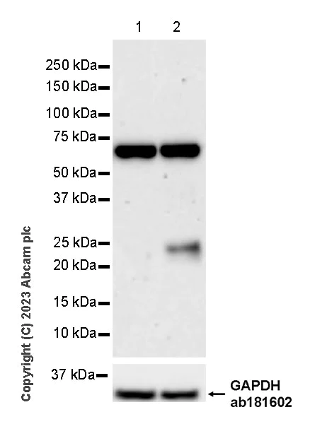 Western blot - Anti-IL-32 antibody [EPR28310-70] (AB315466)