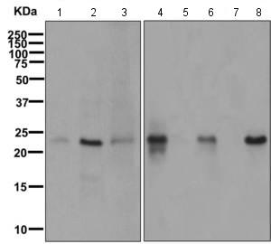 Western blot - Anti-IL-32 antibody [EPR5067] (AB169781), expandable thumbnail