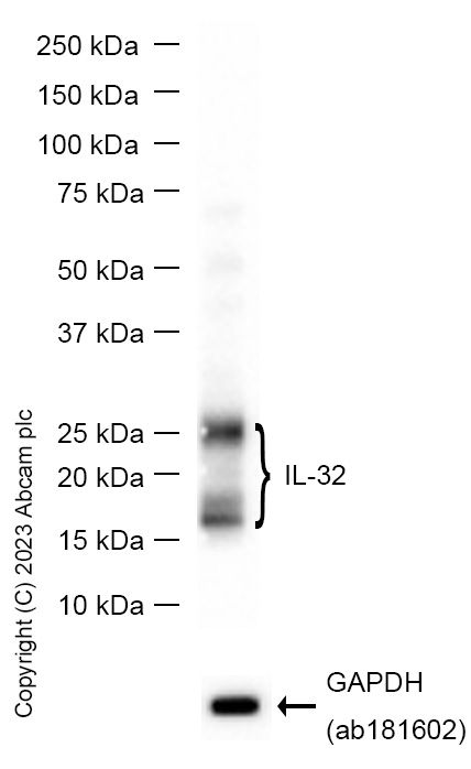 Western blot - Anti-IL-32 antibody [EPR5067] (AB169781), expandable thumbnail