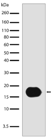 Western blot - Anti-IL-33 antibody [1H1L9] (AB200481)