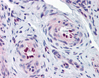 Immunohistochemistry (Formalin/PFA-fixed paraffin-embedded sections) - Anti-IL-33 antibody (AB118503)