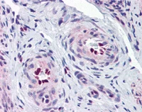Immunohistochemistry (Formalin/PFA-fixed paraffin-embedded sections) - Anti-IL-33 antibody (AB118503)