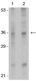Western blot - Anti-IL-33 antibody (AB118503)