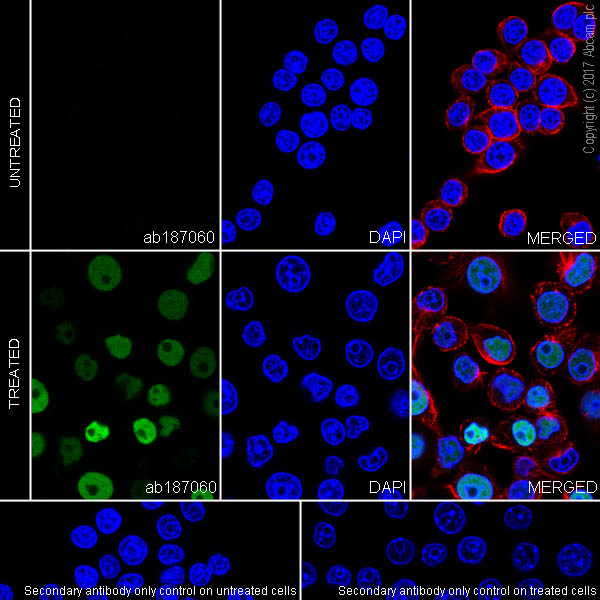 Immunocytochemistry/ Immunofluorescence - Anti-IL-33 antibody [EPR17831] (ab187060), expandable thumbnail