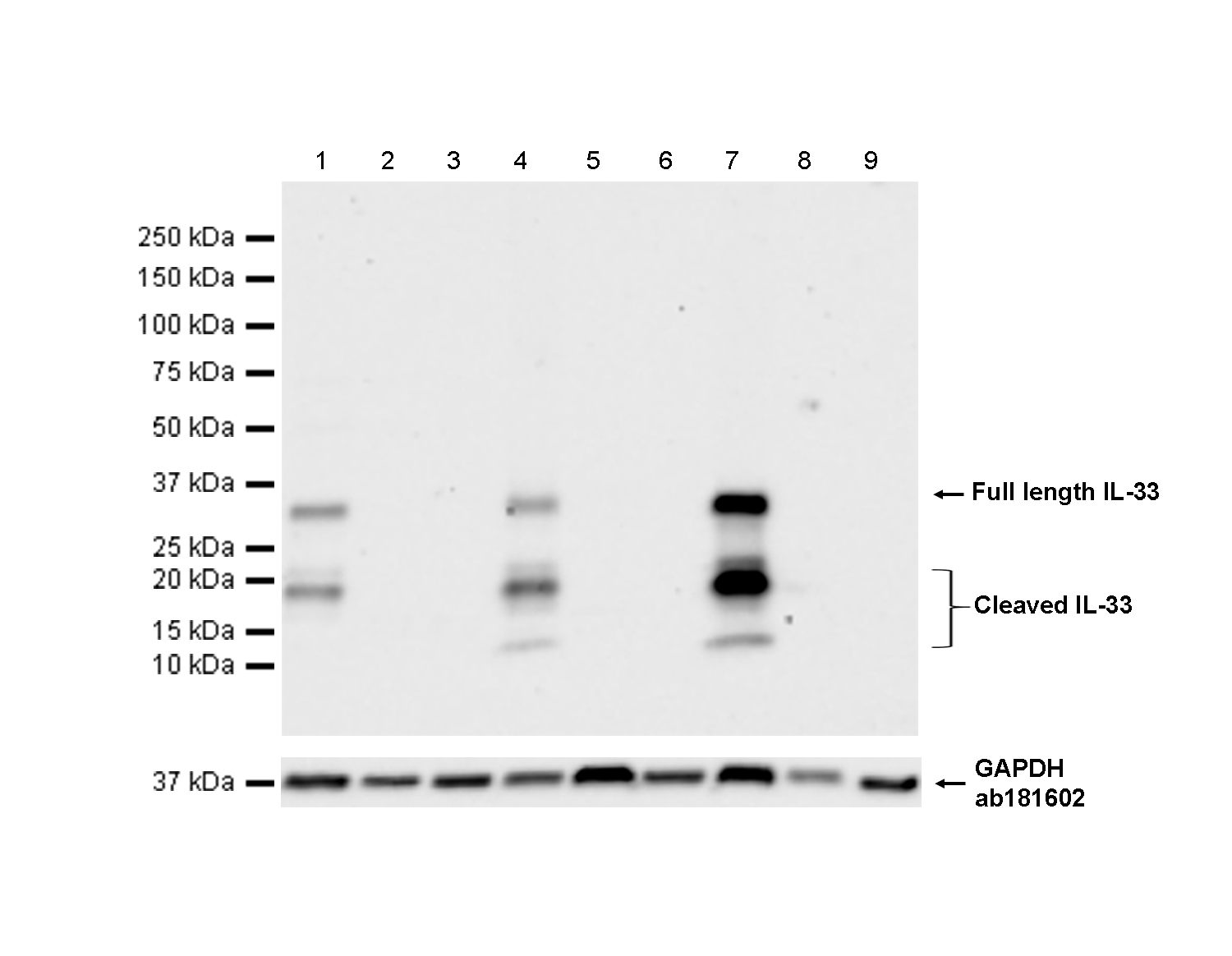 Western blot - Anti-IL-33 antibody [EPR17831] (ab187060), expandable thumbnail