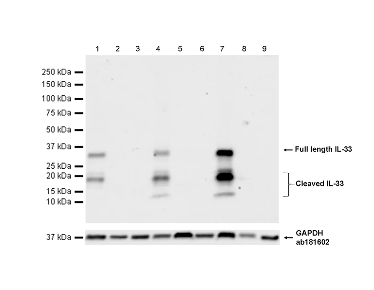 Western blot - Anti-IL-33 antibody [EPR17831] (AB187060)