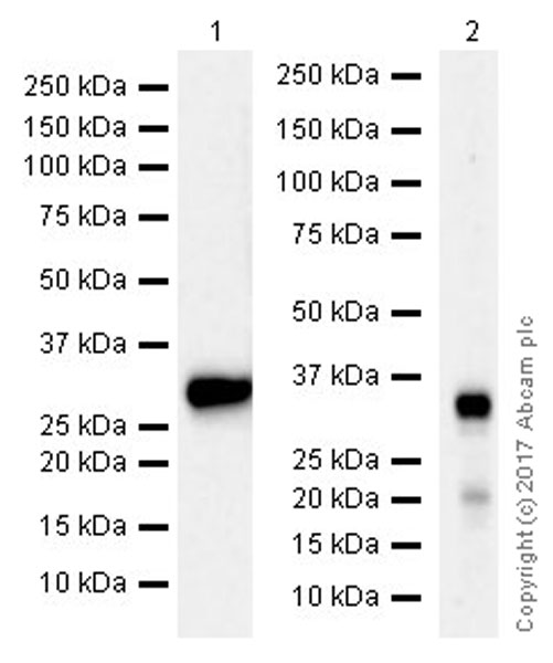 Western blot - Anti-IL-33 antibody [EPR17831] (AB187060), expandable thumbnail