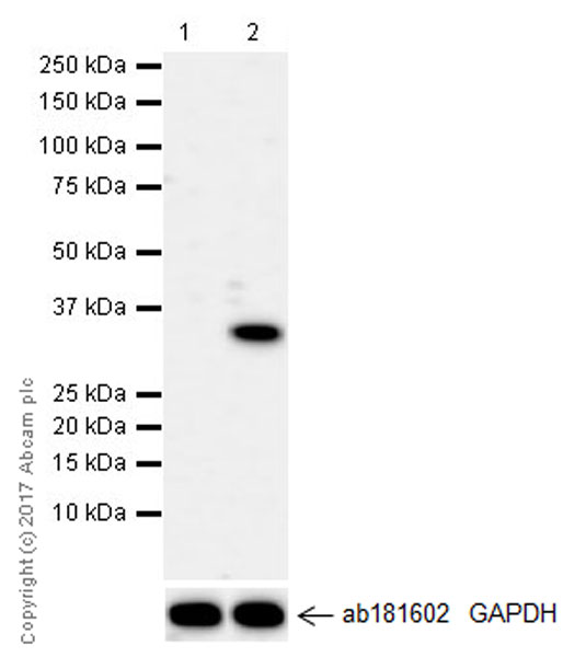 Western blot - Anti-IL-33 antibody [EPR17831] (AB187060), expandable thumbnail