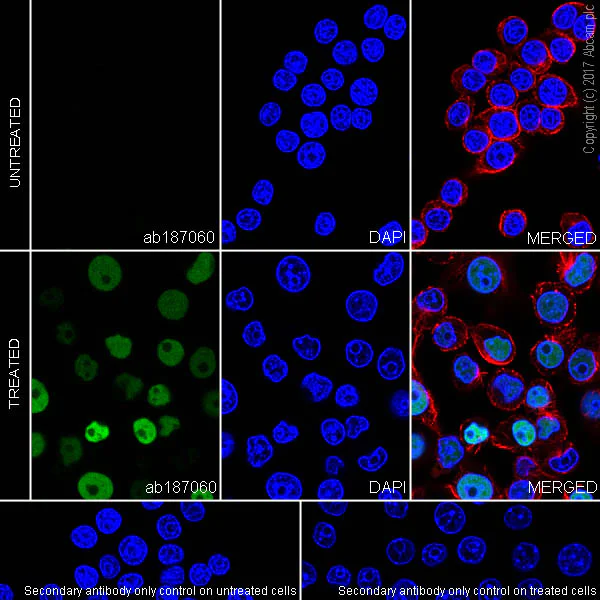 Immunocytochemistry/ Immunofluorescence - Anti-IL-33 antibody [EPR17831] - BSA and Azide free (AB229698)