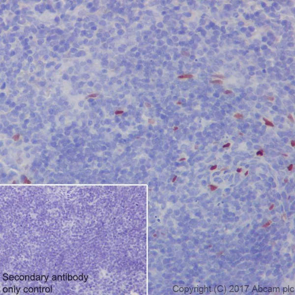 Immunohistochemistry (Formalin/PFA-fixed paraffin-embedded sections) - Anti-IL-33 antibody [EPR17831] - BSA and Azide free (AB229698)