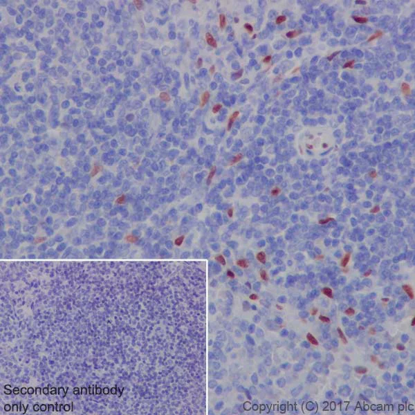 Immunohistochemistry (Formalin/PFA-fixed paraffin-embedded sections) - Anti-IL-33 antibody [EPR17831] - BSA and Azide free (AB229698)