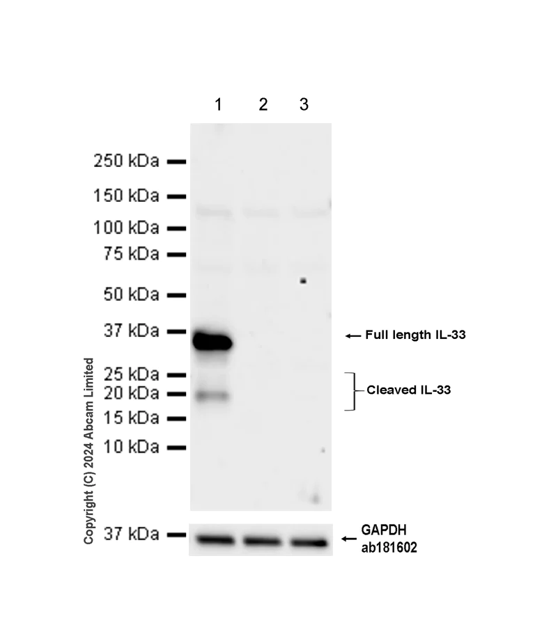 Western blot - Anti-IL-33 antibody [EPR17831] - BSA and Azide free (AB229698)