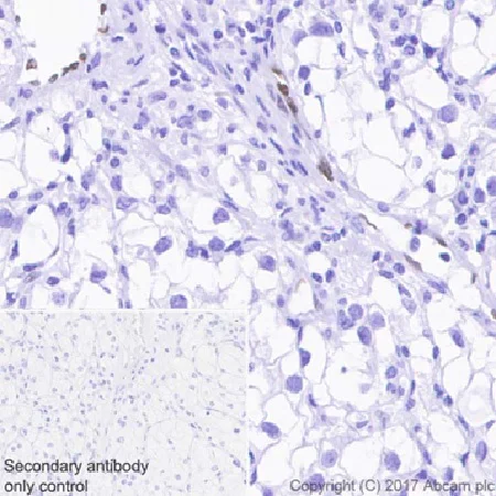 Immunohistochemistry (Formalin/PFA-fixed paraffin-embedded sections) - Anti-IL-33 antibody [EPR20417] (AB207737)