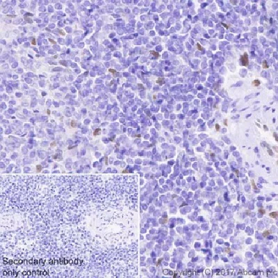 Immunohistochemistry (Formalin/PFA-fixed paraffin-embedded sections) - Anti-IL-33 antibody [EPR20417] (AB207737)