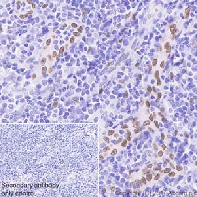 Immunohistochemistry (Formalin/PFA-fixed paraffin-embedded sections) - Anti-IL-33 antibody [EPR20417] (AB207737)
