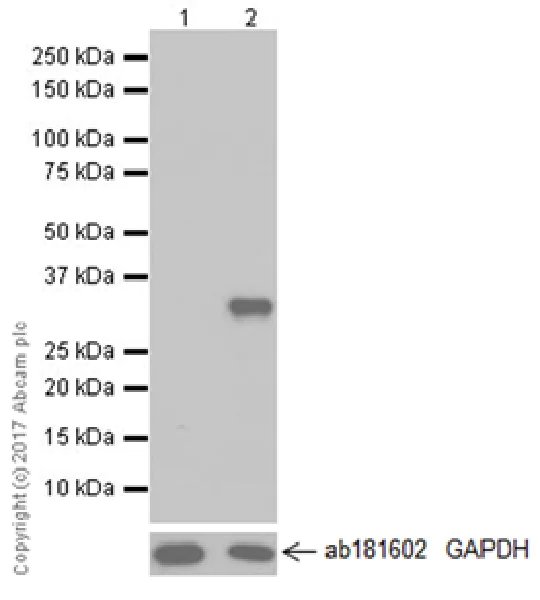 Western blot - Anti-IL-33 antibody [EPR20417] (AB207737)