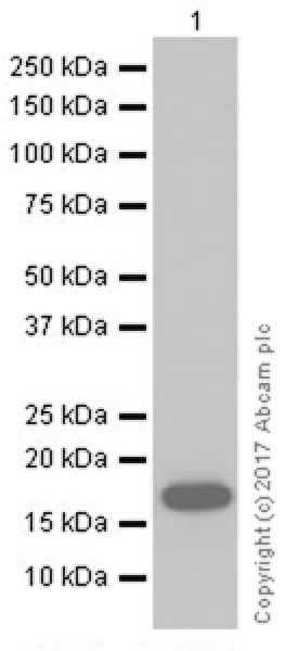Western blot - Anti-IL-33 antibody [EPR20417] (AB207737), expandable thumbnail