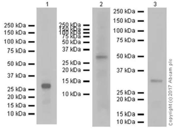 Western blot - Anti-IL-33 antibody [EPR20417] (AB207737)