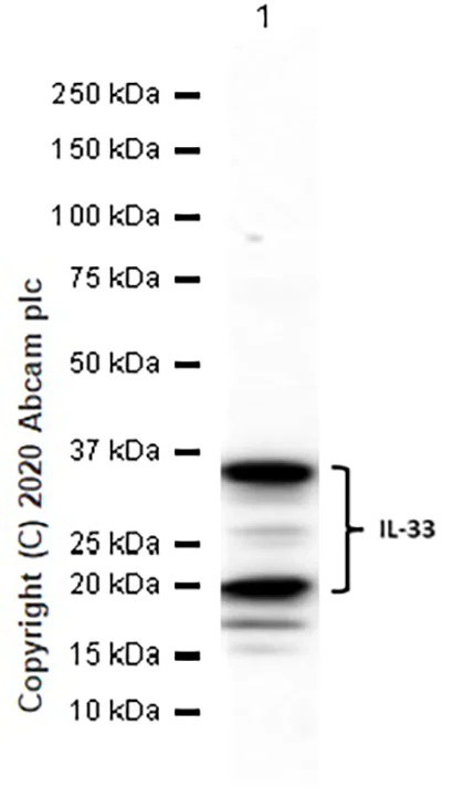 Western blot - Anti-IL-33 antibody [EPR20417] (AB207737)
