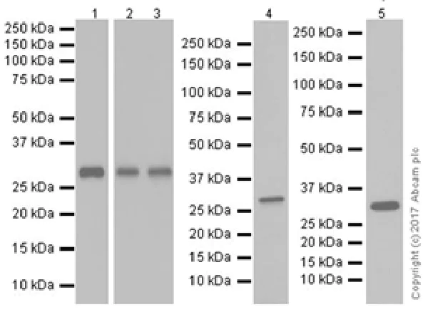 Western blot - Anti-IL-33 antibody [EPR20417] (AB207737)
