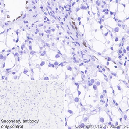 Immunohistochemistry (Formalin/PFA-fixed paraffin-embedded sections) - Anti-IL-33 antibody [EPR20417] - BSA and Azide free (AB236036)