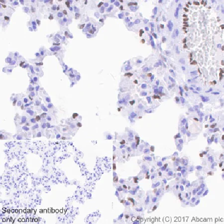 Immunohistochemistry (Formalin/PFA-fixed paraffin-embedded sections) - Anti-IL-33 antibody [EPR20417] - BSA and Azide free (AB236036)