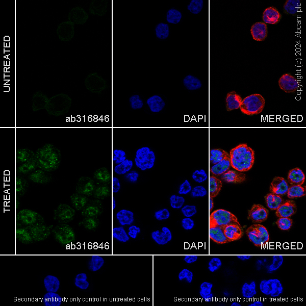 Immunocytochemistry/ Immunofluorescence - Anti-IL-33 antibody [EPR26367-2] (ab316846), expandable thumbnail