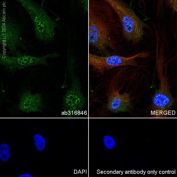 Immunocytochemistry/ Immunofluorescence - Anti-IL-33 antibody [EPR26367-2] (AB316846), expandable thumbnail