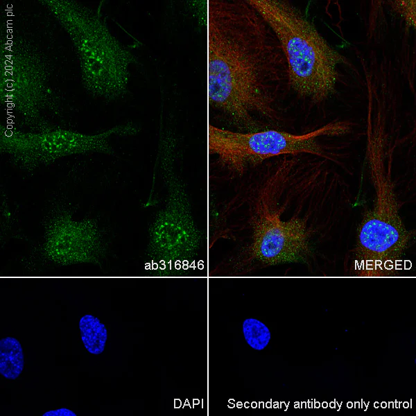 Immunocytochemistry/ Immunofluorescence - Anti-IL-33 antibody [EPR26367-2] (AB316846)