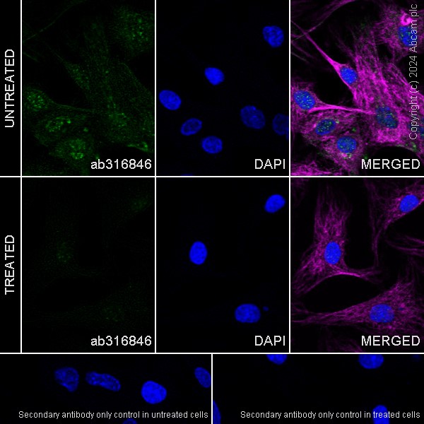 Immunocytochemistry/ Immunofluorescence - Anti-IL-33 antibody [EPR26367-2] (AB316846), expandable thumbnail