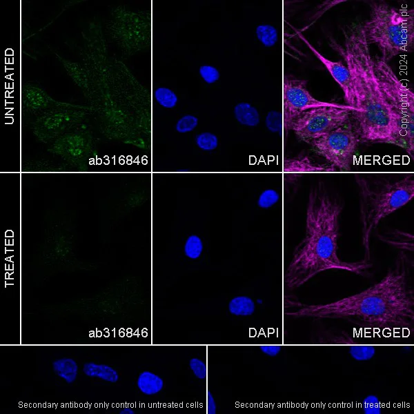 Immunocytochemistry/ Immunofluorescence - Anti-IL-33 antibody [EPR26367-2] (AB316846)