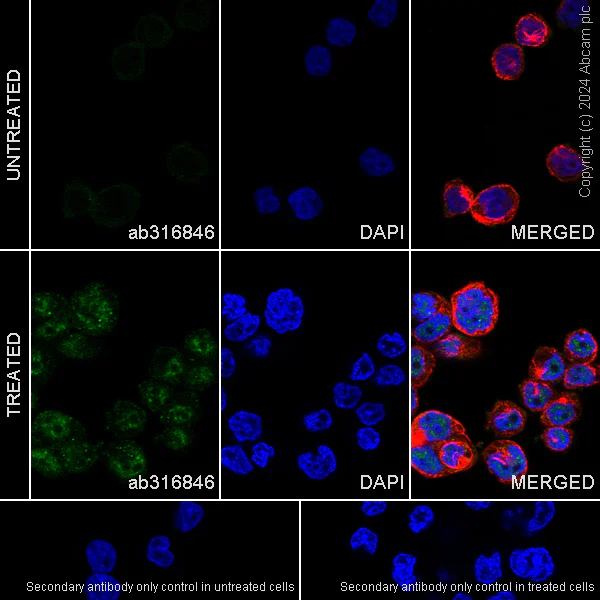 Immunocytochemistry/ Immunofluorescence - Anti-IL-33 antibody [EPR26367-2] - BSA and Azide free (AB316847)
