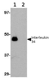 Western blot - Anti-IL-34 antibody (AB74548)