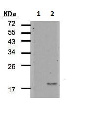 Western blot - Anti-IL-36RN antibody (AB228532), expandable thumbnail