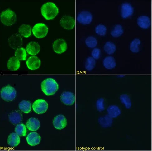 Immunocytochemistry/ Immunofluorescence - Anti-IL-3RB antibody [BION-1] (AB288414)