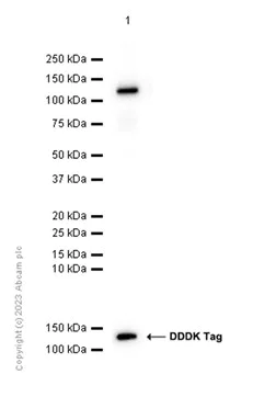 Western blot - Anti-IL-3RB antibody [EP1037Y] (AB52609)