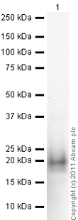 Western blot - Anti-IL-4 antibody (AB9622), expandable thumbnail